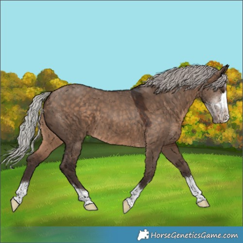Horse Color:Silver Brown Dun