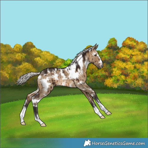 Horse Color:Gray White Spotted Silver Bay Dun Appaloosa Rabicano Brindle