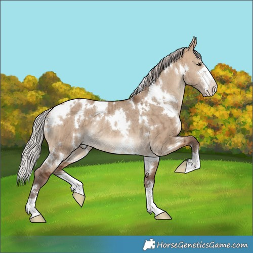 Horse Color:White Spotted Silver Bay Dun Rabicano Brindle 