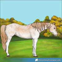 Horse Color:White Spotted Red Roan 