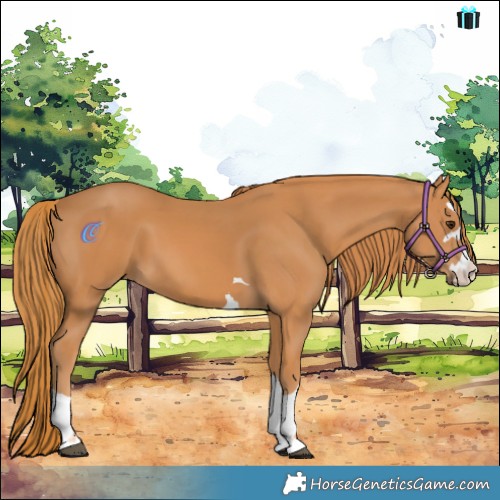Horse Color:Chestnut 