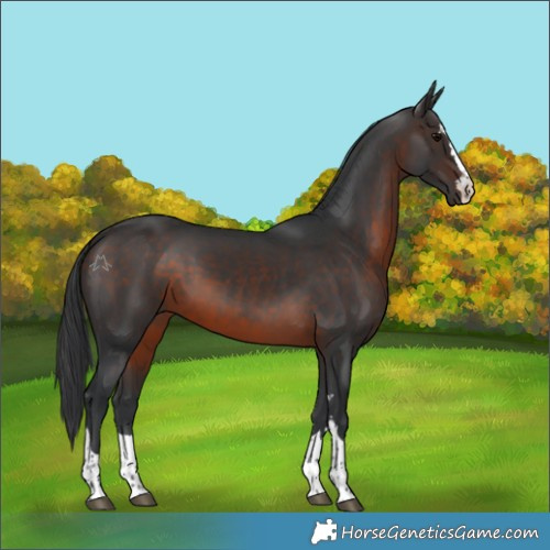 Horse Color:Brown 