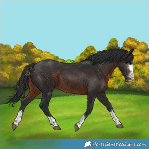 Horse Color:Brown 