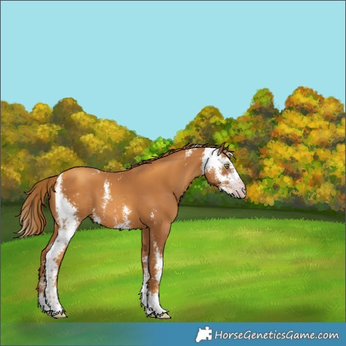Horse Color:Gray Gold Champagne Sabino