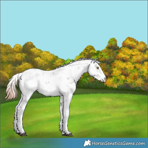 Horse Color:Liver Red Dun Sabino Snowflake Varnish