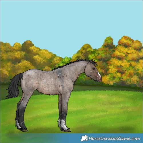 Horse Color:Brown Roan Dun Sabino Snowflake Varnish