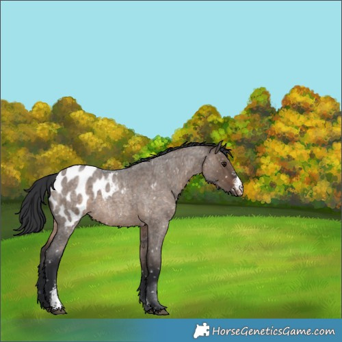 Horse Color:Brown Roan Dun Sabino Blanket 