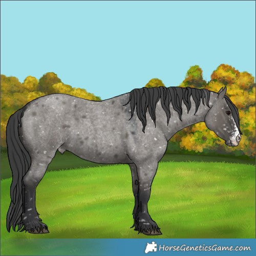 Horse Color:Grullo Roan Sabino Snowflake Varnish