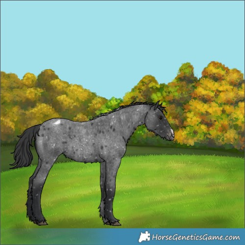 Horse Color:Blue Roan Sabino Blanket 