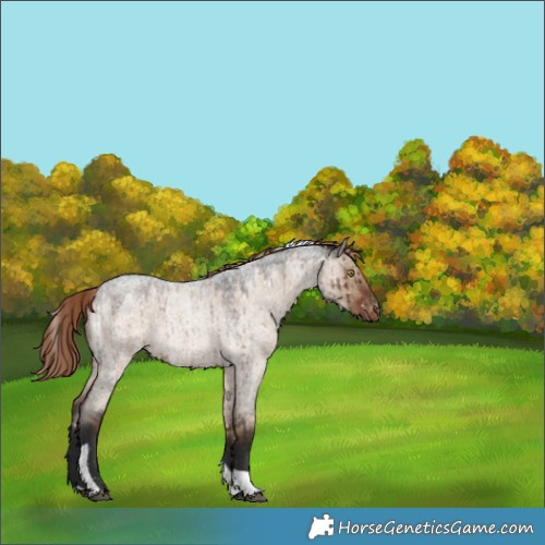 Horse Color:Liver Red Dun Roan Tobiano Snowflake Varnish Brindle