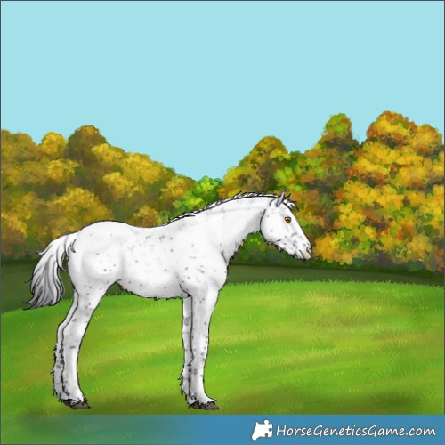 Horse Color:Grullo Sabino Snowcap
