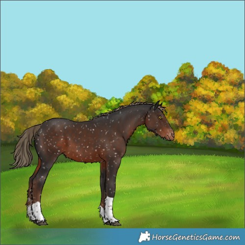 Horse Color:Liver Chestnut Sabino Tobiano Snowflake Varnish
