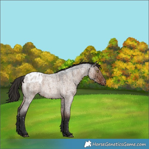 Horse Color:Liver Red Dun Roan Blanket Rabicano Brindle