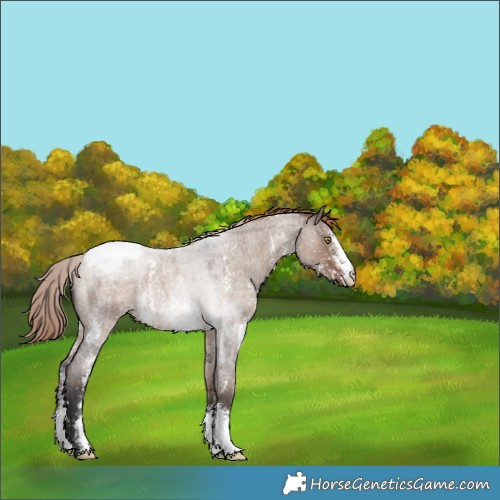 Horse Color:Liver Red Dun Roan Sabino Appaloosa Rabicano