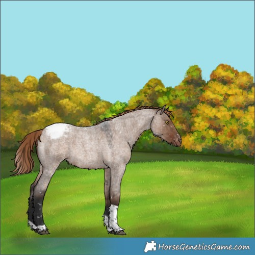 Horse Color:Liver Red Dun Roan Tobiano Appaloosa