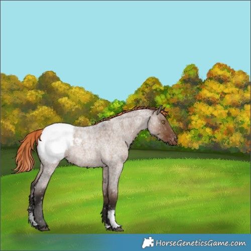 Horse Color:Liver Red Dun Roan Sabino Snowcap