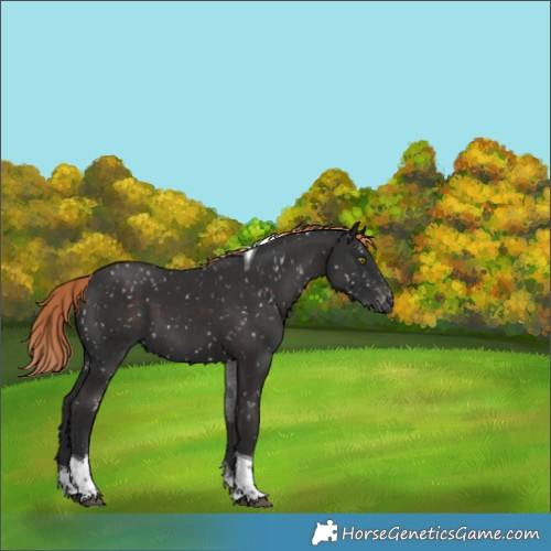 Horse Color:Liver Chestnut Sabino Tobiano Appaloosa