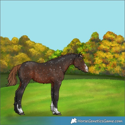 Horse Color:Liver Chestnut Sabino Tobiano Appaloosa
