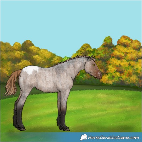 Horse Color:Liver Red Dun Roan Appaloosa Brindle 