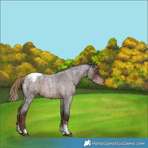 Horse Color:Liver Red Roan Sabino Appaloosa Rabicano