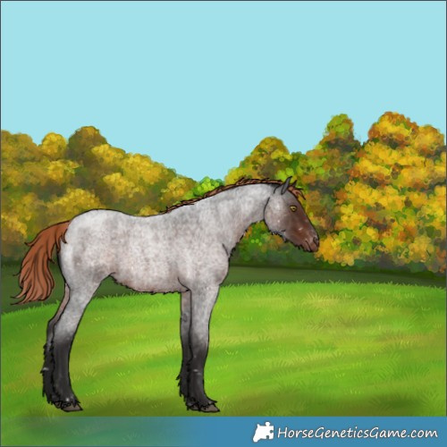 Horse Color:Liver Red Roan Snowflake Varnish Rabicano 