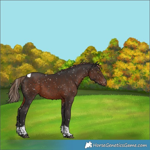 Horse Color:Liver Chestnut Sabino Tobiano Snowflake Varnish 