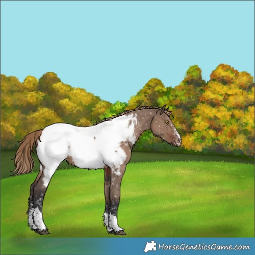Horse Color:Liver Red Dun Sabino Tobiano Appaloosa