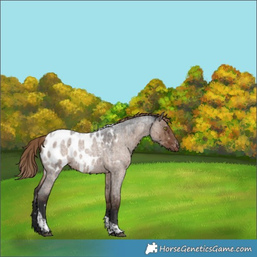 Horse Color:Liver Red Dun Roan Tobiano Near Leopard Brindle 
