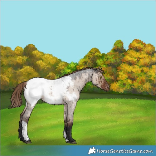 Horse Color:Liver Red Dun Roan Tobiano Appaloosa Rabicano Brindle 