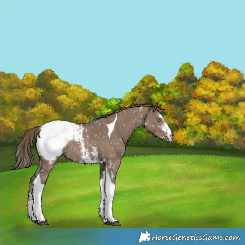 Horse Color:Liver Red Dun Sabino Tobiano Snowcap Rabicano 