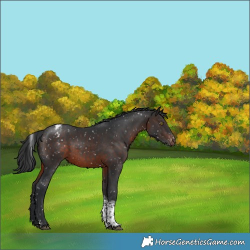 Horse Color:Brown Sabino Tobiano Snowcap 