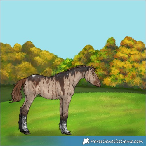 Horse Color:Liver Red Dun Tobiano Blanket Brindle
