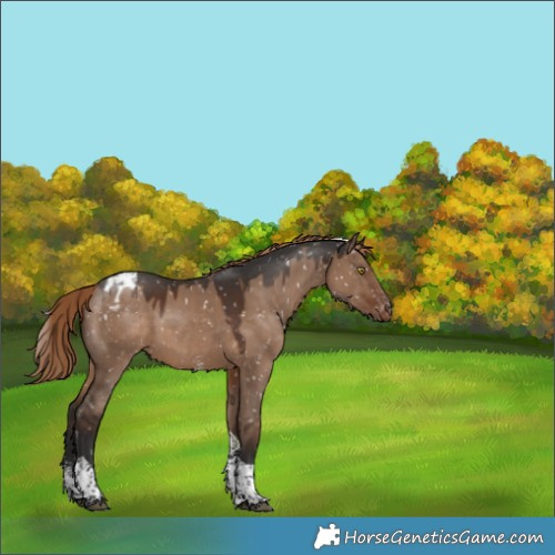 Horse Color:Liver Red Dun Sabino Tobiano Blanket Rabicano