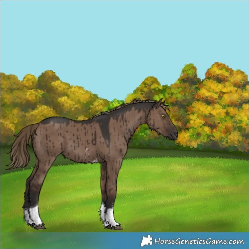 Horse Color:Liver Red Dun Sabino Tobiano Rabicano Brindle 