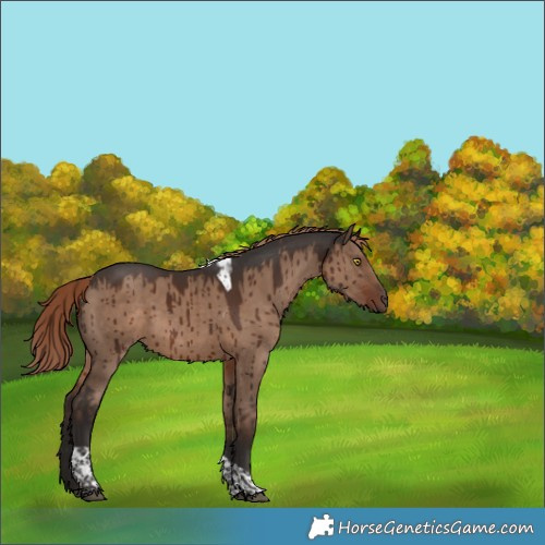Horse Color:Liver Red Dun Tobiano Brindle