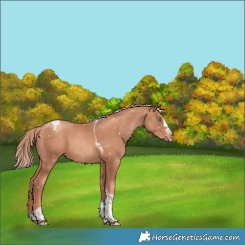 Horse Color:Gold Champagne Splash Tobiano Snowflake Varnish