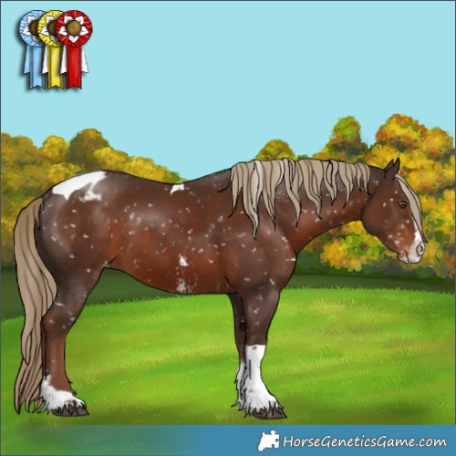 Horse Color:Liver Chestnut Sabino Splash Tobiano Appaloosa