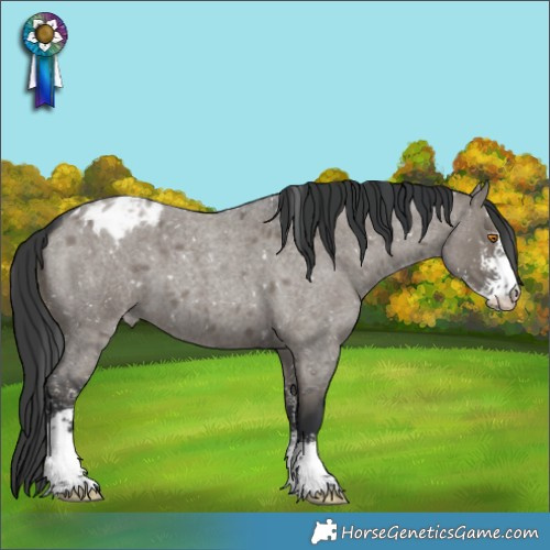 Horse Color:Grullo Roan Sabino Appaloosa