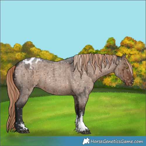 Horse Color:Liver Red Dun Roan Sabino Snowflake Varnish Rabicano Brindle