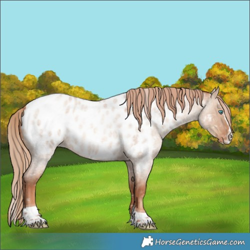 Horse Color:Gold Champagne Roan Dun Splash Tobiano Appaloosa
