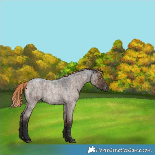 Horse Color:Liver Red Dun Roan Appaloosa Brindle 
