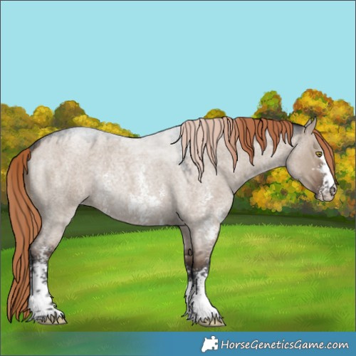 Horse Color:Liver Red Dun Roan Sabino Rabicano