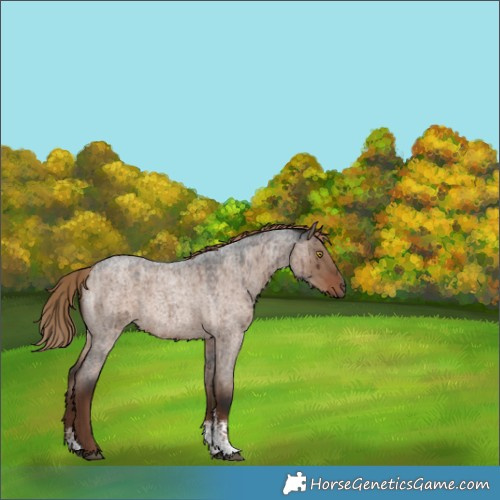 Horse Color:Liver Red Dun Roan Sabino Rabicano Brindle