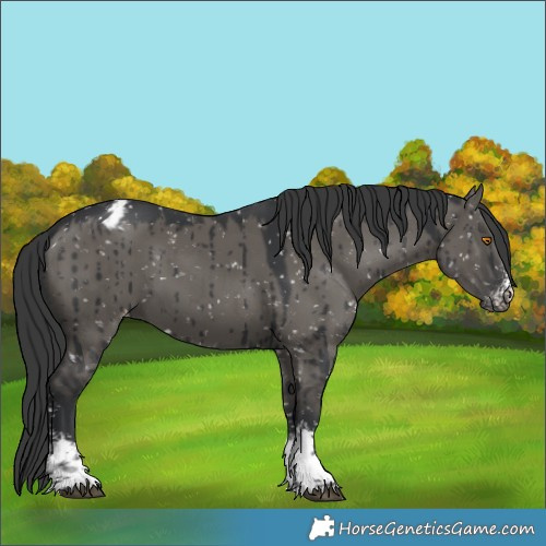 Horse Color:Grullo Sabino Tobiano Appaloosa Brindle