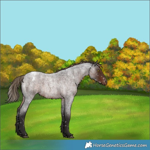 Horse Color:Liver Red Roan Appaloosa Rabicano