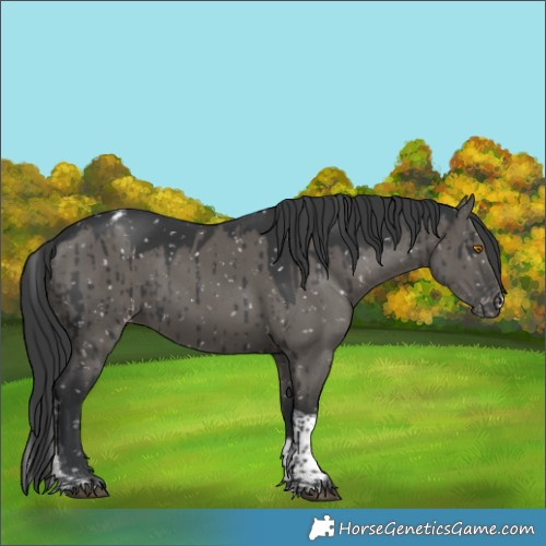 Horse Color:Grullo Tobiano Appaloosa Rabicano Brindle 
