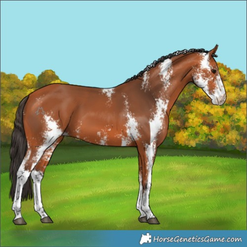 Horse Color:Bay Sabino 