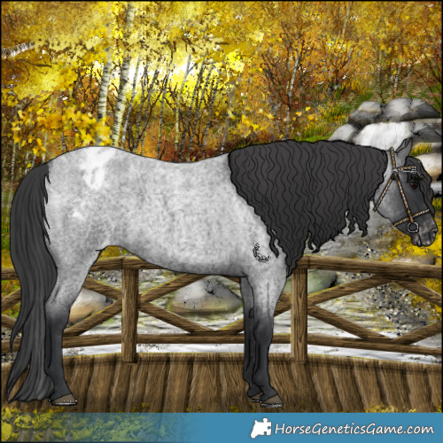 Horse Color:Blue Roan Varnish Rabicano 