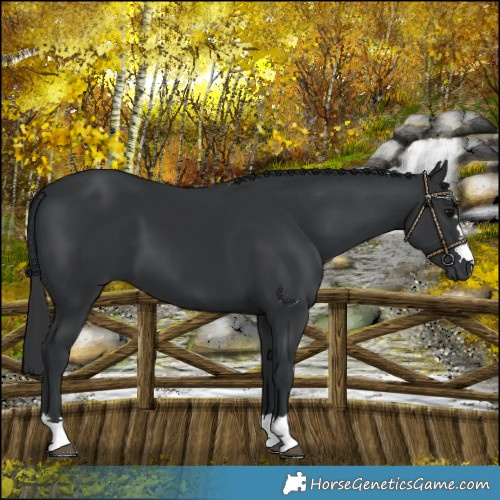 Horse Color:Black 