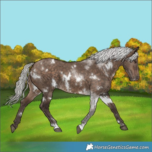 Horse Color:White Spotted Silver Brown Dun 